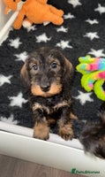 Dachshund dogs 🩷💙Stunning KC Wire haired Dachshunds🩷💙 - Advert 9