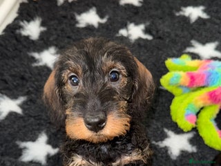 Dachshund dogs 🩷💙Stunning KC Wire haired Dachshunds🩷💙 - Advert 6