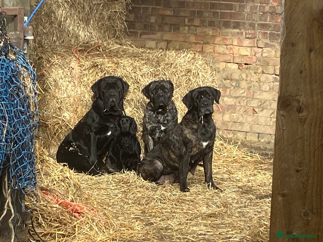 Cane Corso dogs for sale: Exceptional  - Image 26