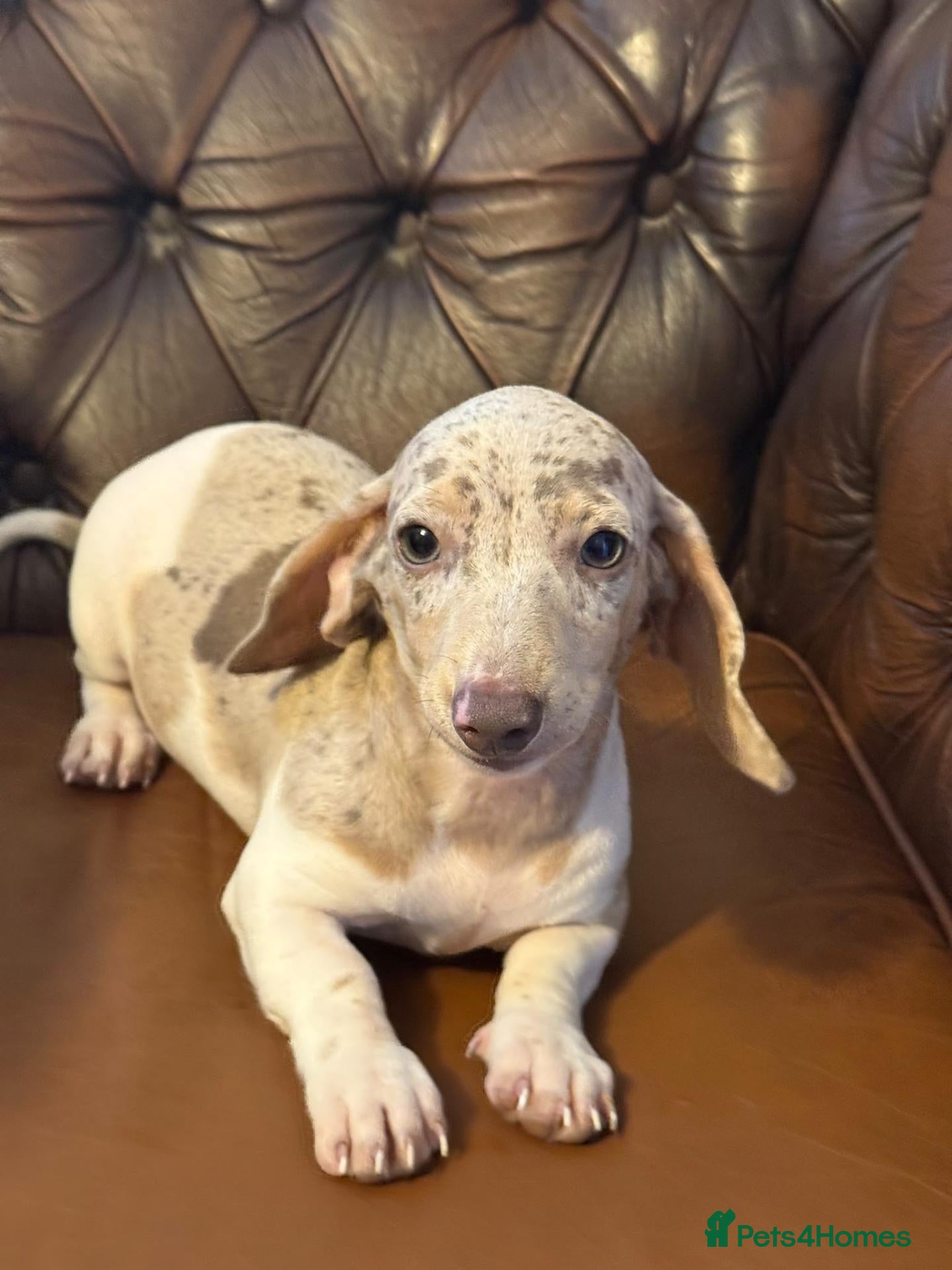 Miniature Dachshund dogs Miniature dachshund puppies - Advert 12