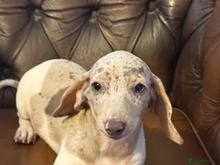 Miniature Dachshund dogs Miniature dachshund puppies - Advert 12