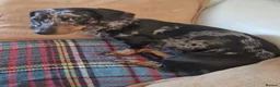 Miniature Dachshund dogs for sale: 15 month old dapple miniature female  - Advert 3
