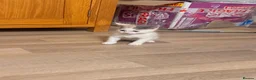 Maine Coon cats for sale: Mainecoon x kittens  in Barnstaple - Advert 22