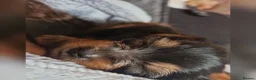 Yorkshire Terrier dogs for sale: F1 stunning purebred yorkshire terriers pup's ❤️💙 - Advert 20