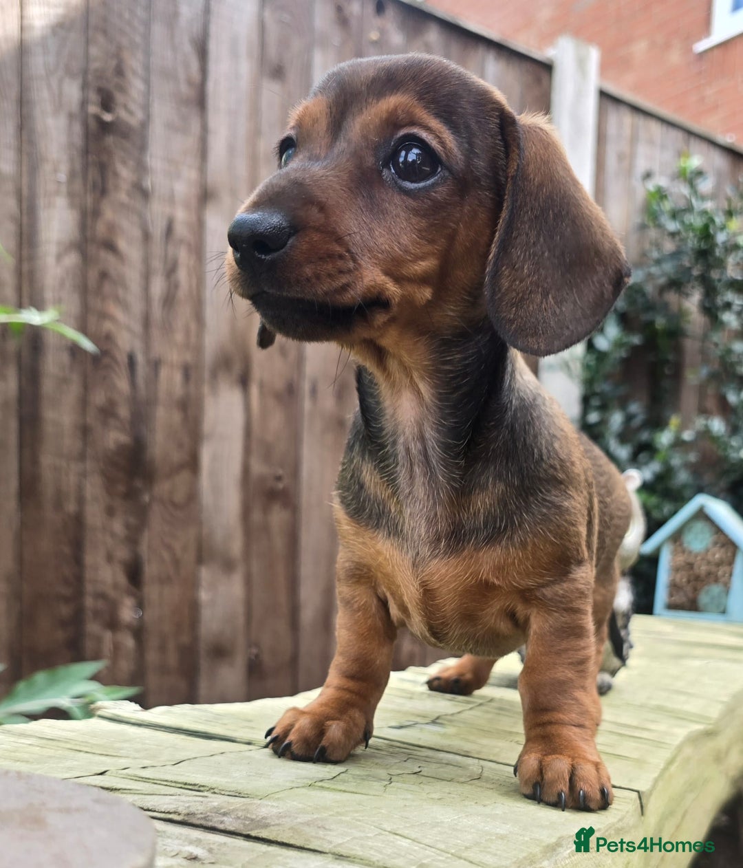 Miniature Dachshund dogs for sale: Excellent bloodlines mini smooth hair dachshunds  - Image 5