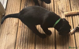 Labrador Retriever dogs for sale: Working Labradors  - Image 16