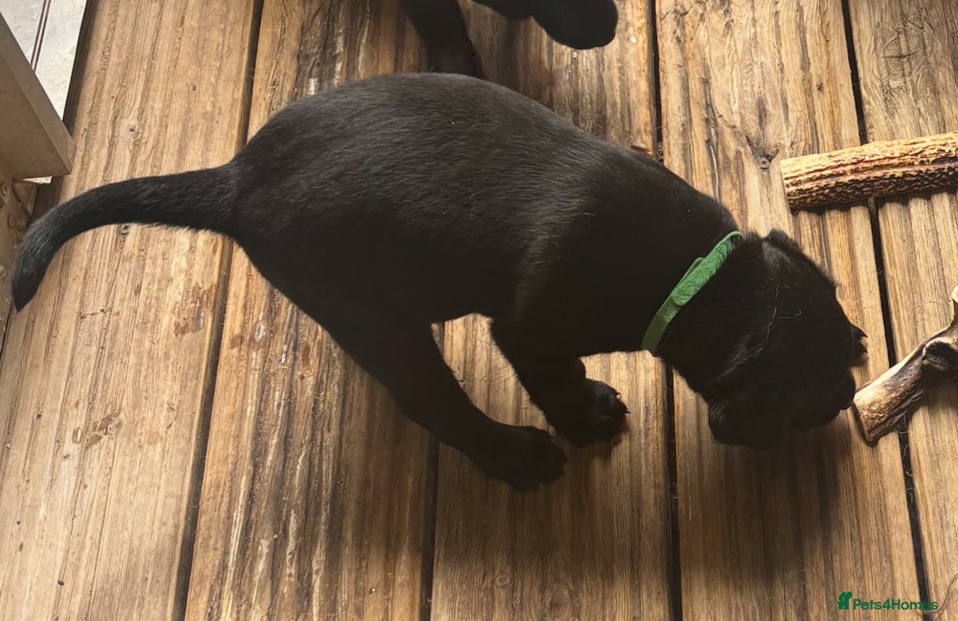 Labrador Retriever dogs for sale: Working Labradors  - Image 16
