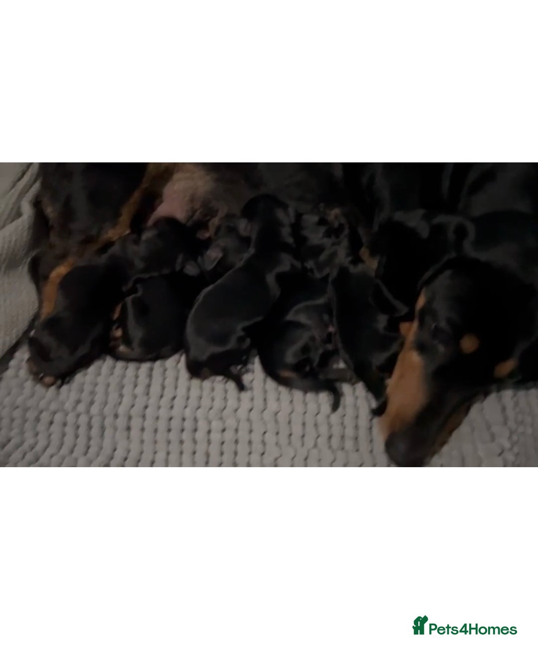 Dachshund dogs for stud: *STUD* mini in Romford - Advert 9