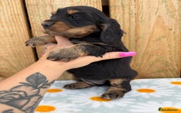 Cocker Spaniel dogs for sale: Ready 30th august import lines  - Image 19