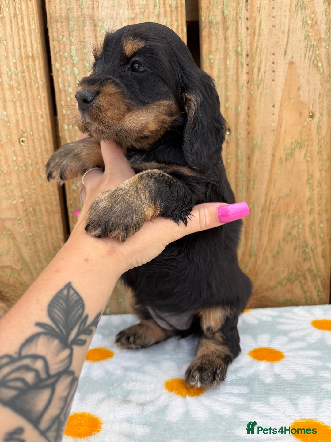 Cocker Spaniel dogs for sale: Ready 30th august import lines  - Image 19