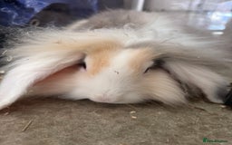 Lionhead rabbits for sale: 2 Lionhead Girls For Rehoming  - Image 6