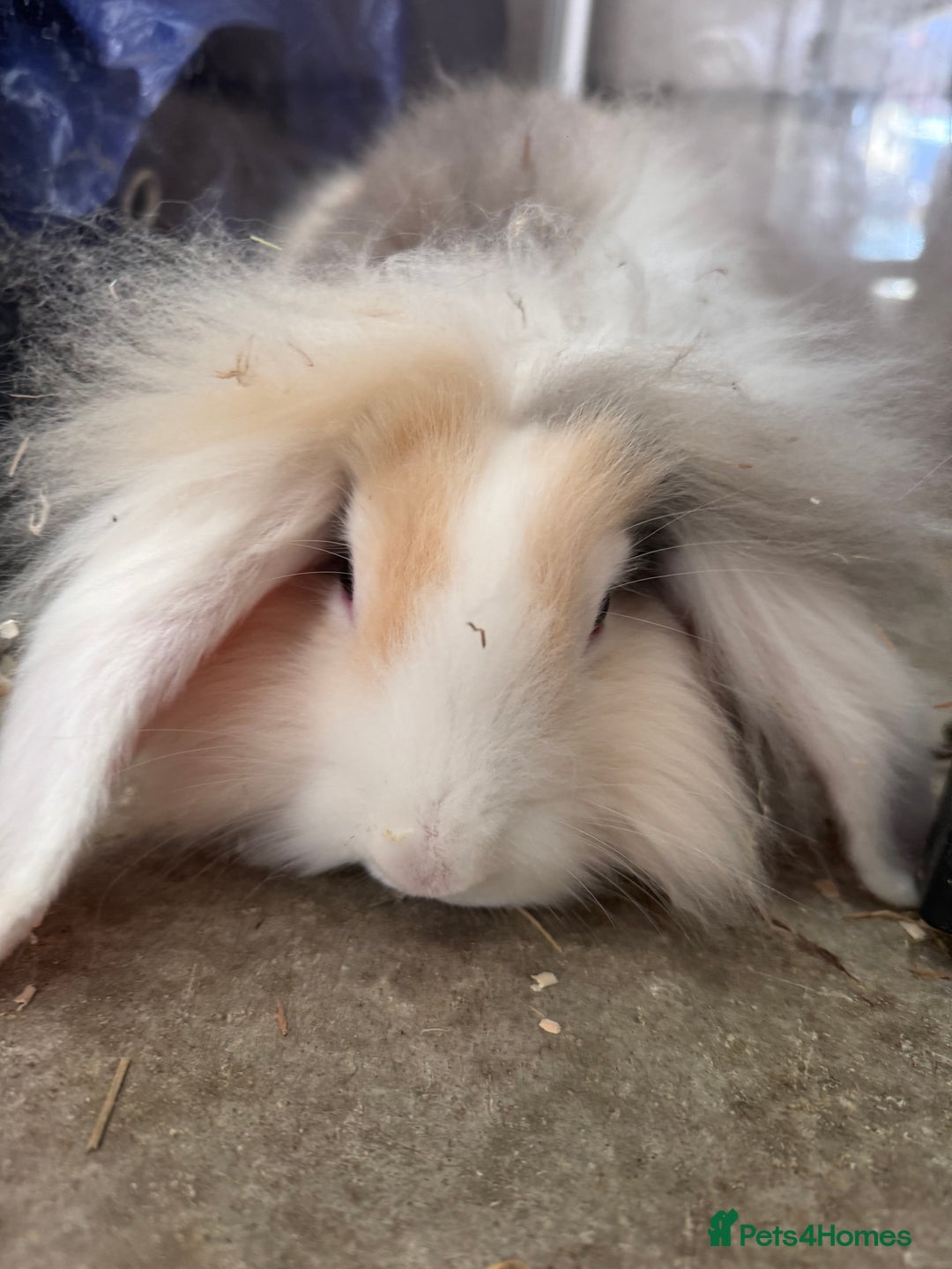 Lionhead rabbits for sale: 2 Lionhead Girls For Rehoming  - Image 6