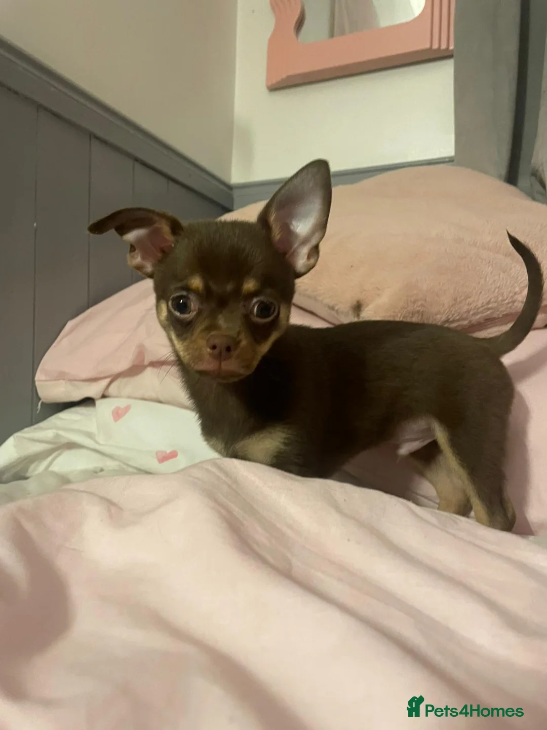 Chihuahua dogs for sale: Chihuahua Puppies  - Advert 4