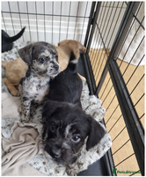 Mixed Breed dogs Frenchi /Mini Poodle Puppies First Gen ❤️ - Advert 8