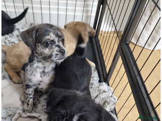 Mixed Breed dogs Frenchi /Mini Poodle Puppies First Gen ❤️ - Advert 5