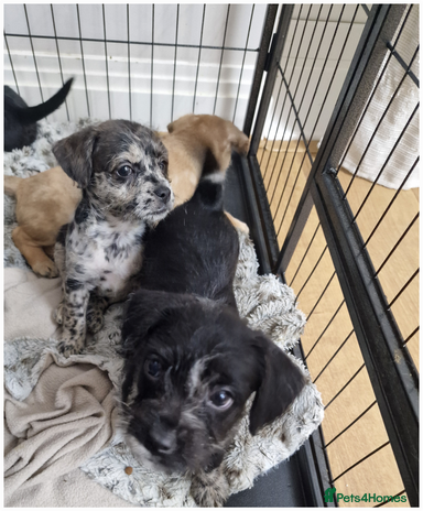Mixed Breed dogs Frenchi /Mini Poodle Puppies First Gen ❤️ - Advert 3