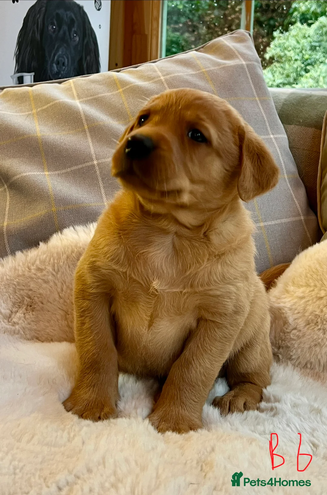 Labrador Retriever dogs for sale: KC reg fox red Labradors  - Advert 8