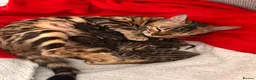 Bengal cats for sale: Beautiful Bengal Kittens – Ready for Loving Homes in Milton Keynes - Advert 1