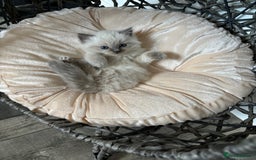 Ragdoll cats for sale: READY TO LEAVE Purebred ragdolls - Image 2