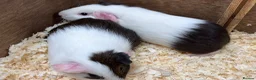 Guinea Pig rodents for sale: A pair of sisters - Dutch golden agouti - Advert 3