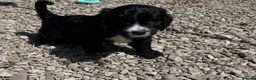 Mixed Breed dogs for sale: 7 beautiful cockalier/springer puppies for sale  in Cheltenham - Advert 9