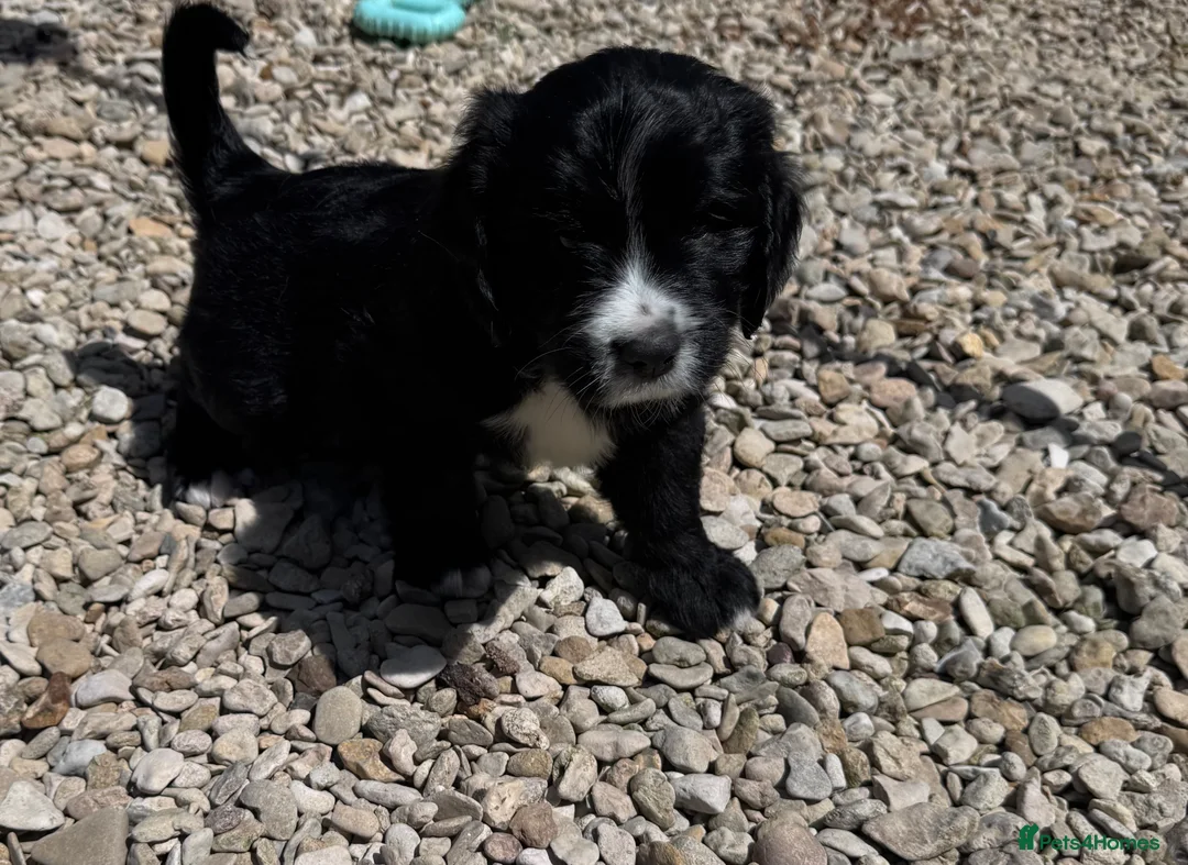 Mixed Breed dogs for sale: 7 beautiful cockalier/springer puppies for sale  in Cheltenham - Advert 9