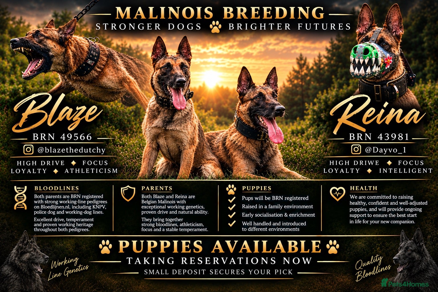 Belgian Shepherd Dog dogs Belgian Malinois  - Advert 2