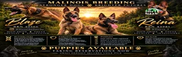 Belgian Shepherd Dog dogs for sale: Belgian Malinois  - Advert 1