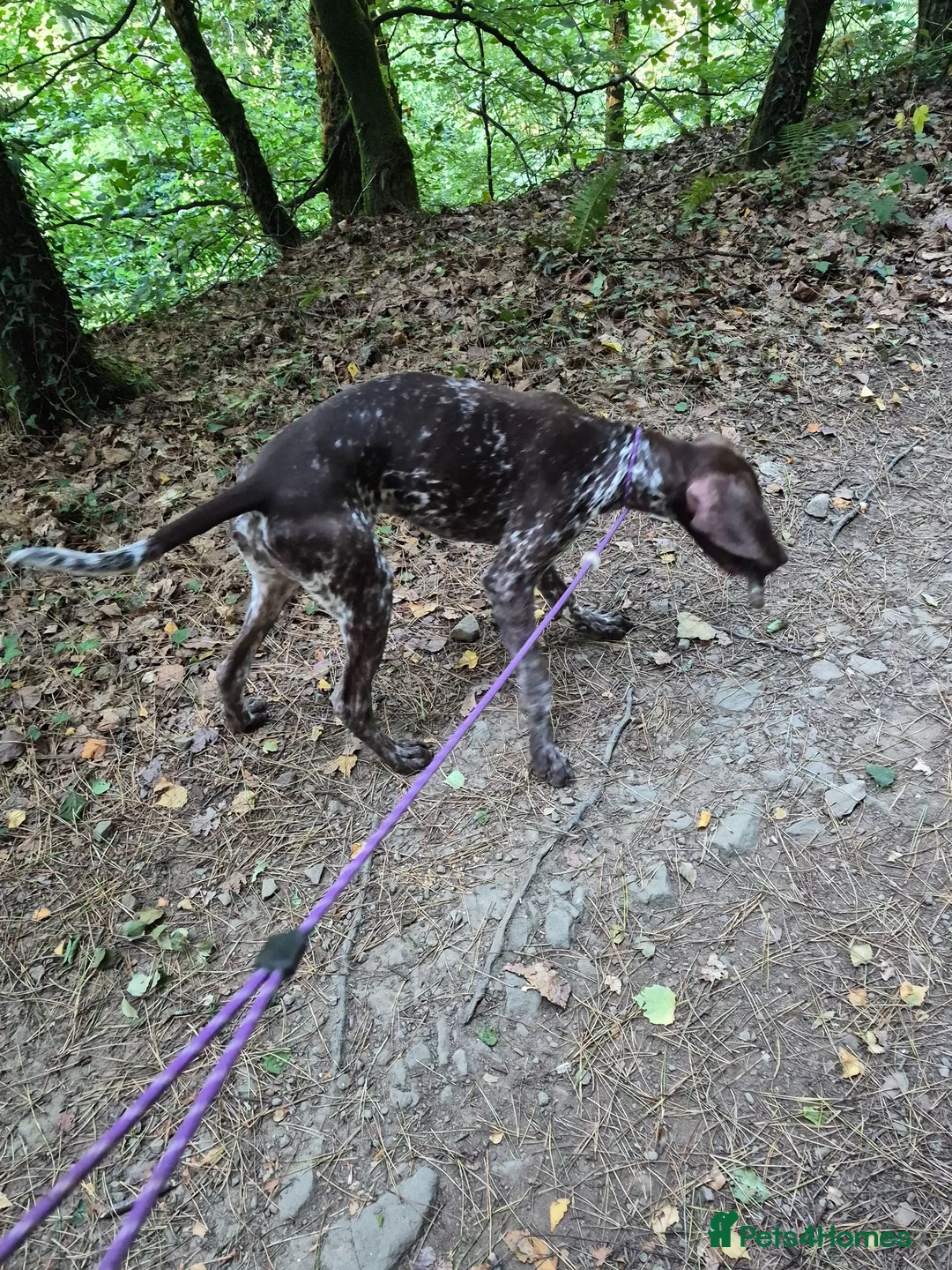 German Shorthaired Pointer dogs for sale: Winter in Newport - Advert 2
