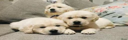 Golden Retriever dogs for sale: CHUNKY STUNNING GOLDEN RETRIEVER PUPPIES  in Glossop - Advert 1