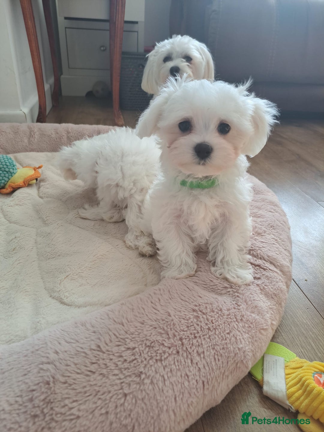 Maltese dogs for sale: Adorable Maltese Puppies For Sale❤️ - Image 8