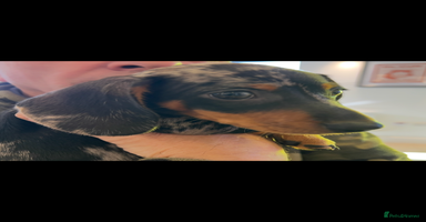 Miniature Dachshund dogs - Advert 14