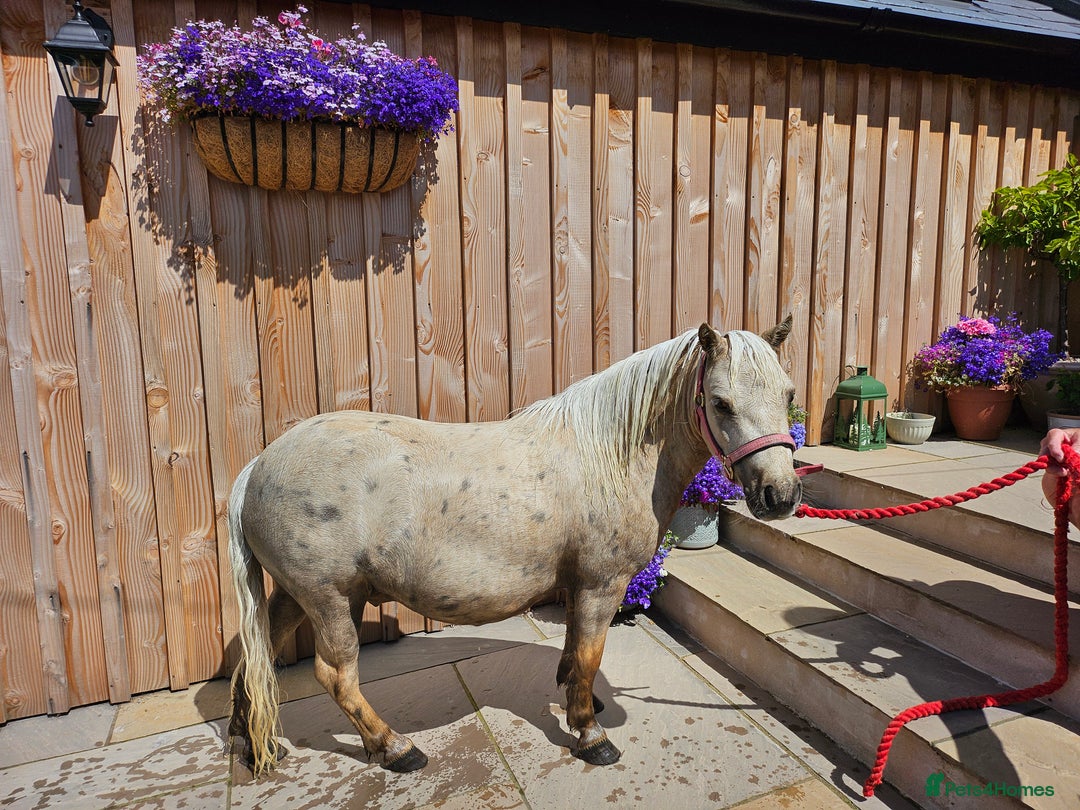 Shetland pony horses for sale: Palomino Minature Shetland Gelding  - Image 6