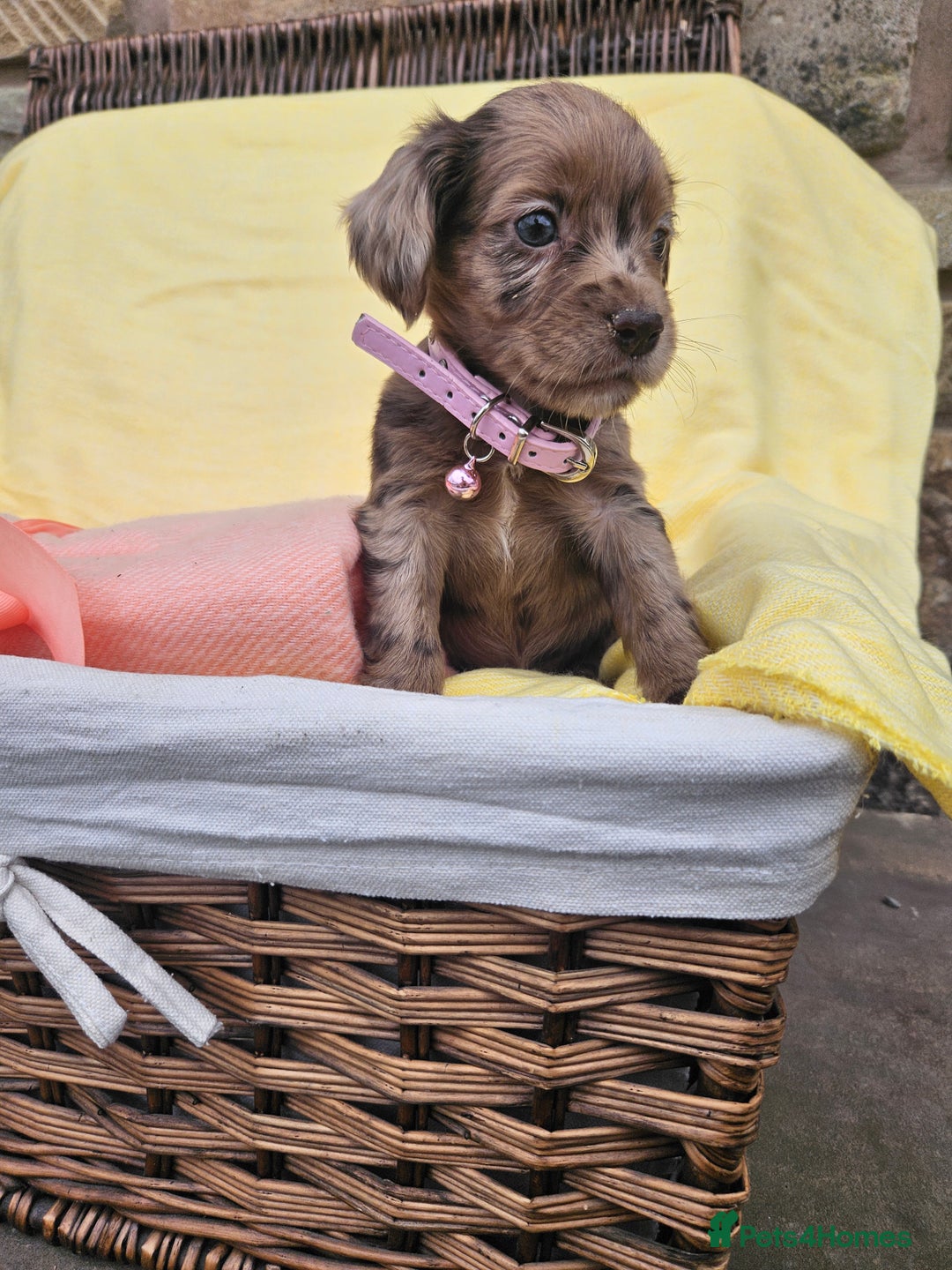 Cocker Spaniel dogs for sale: 6 week old Working Type Cocker Spaniels - Image 9