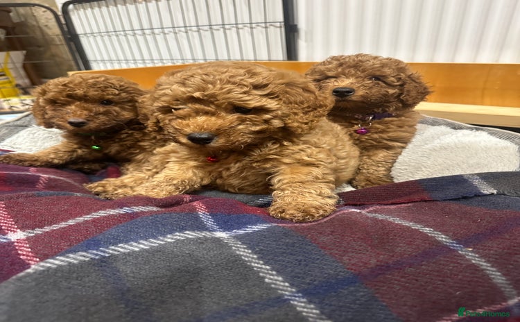 Miniature Poodle dogs - Advert 2