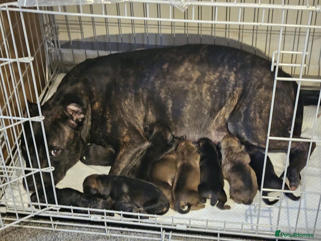 Mixed Breed dogs for sale: Rottweiler  x Staffordshire bull terrior - Image 8