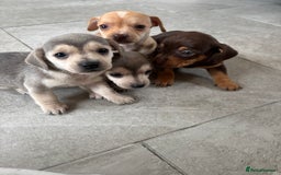 Chiweenie dogs for sale: CHIWEENIE PUPS READY 10TH NOVEMBER  - Image 4