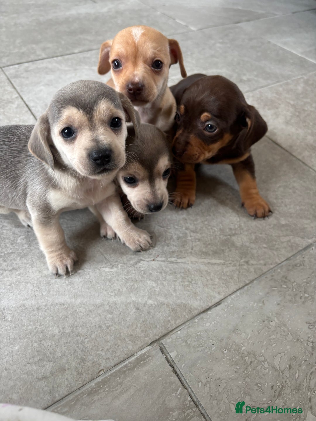Chiweenie dogs for sale: CHIWEENIE PUPS READY 10TH NOVEMBER  - Image 4