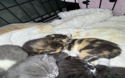 British Shorthair cats for sale: 6 beautiful British shorthair cross kittens  - Advert 7