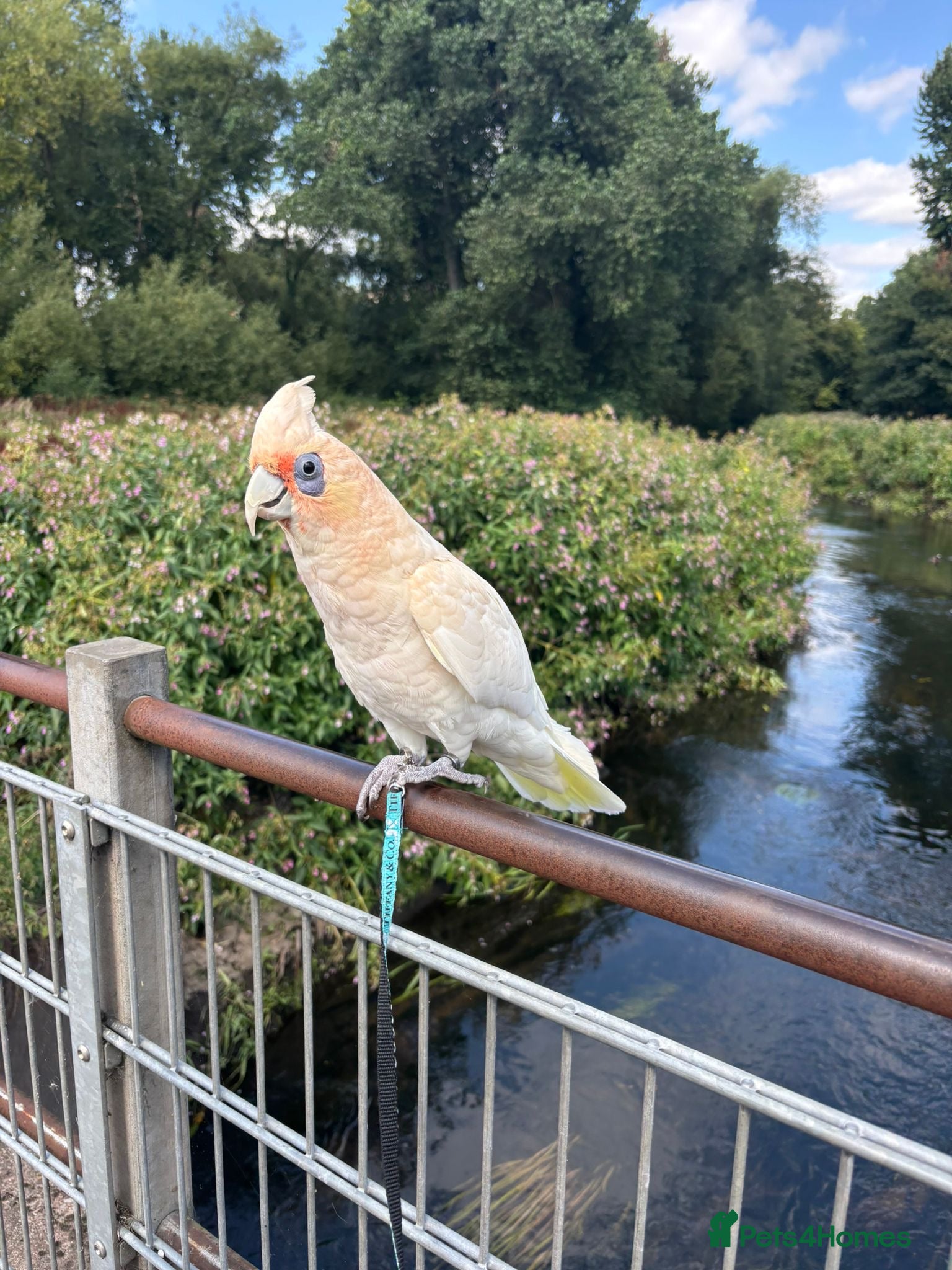 Cockatoo birds Corella cockatoo - Advert 15
