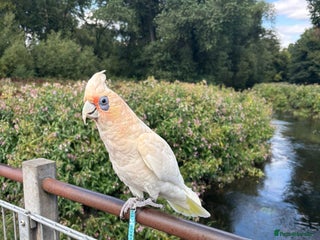Cockatoo birds Corella cockatoo - Advert 1