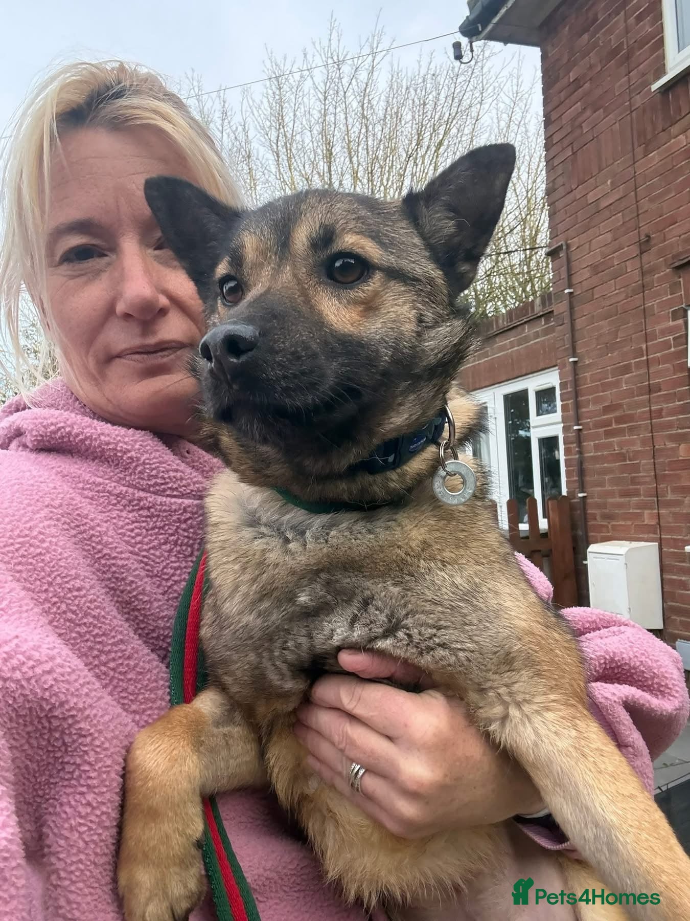 Mixed Breed dogs Lorena - Norwich Norfolk  - Advert 1