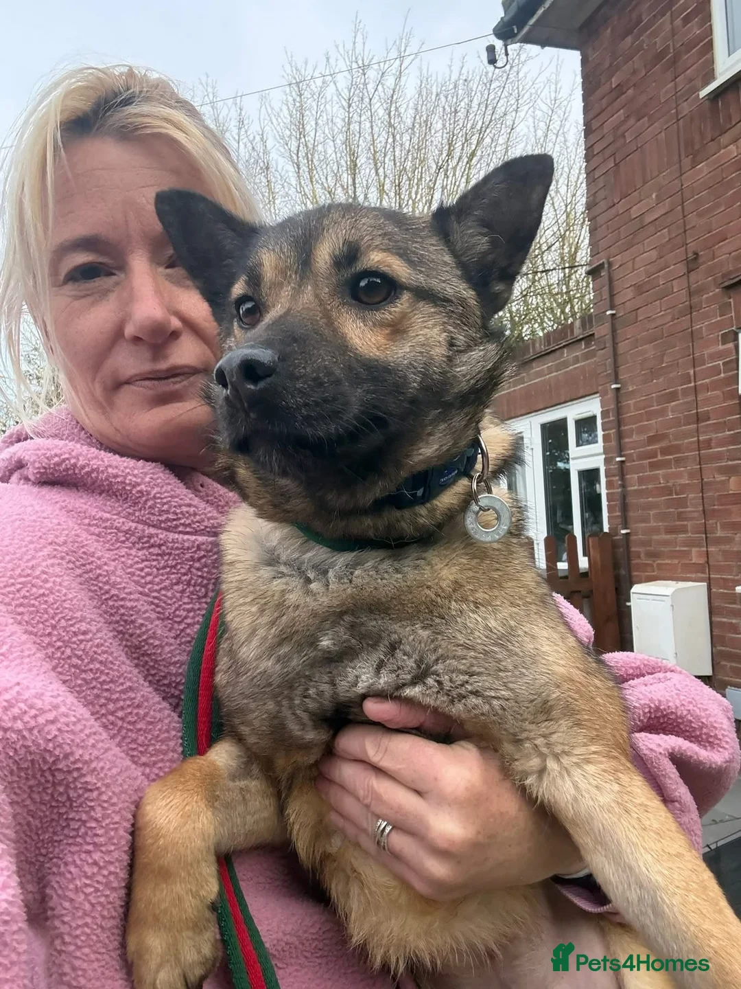 Mixed Breed dogs for adoption: Lorena - Norwich Norfolk  in Norwich - Advert 1