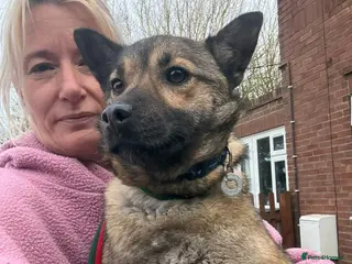 Mixed Breed dogs Lorena - Norwich Norfolk - Advert 1