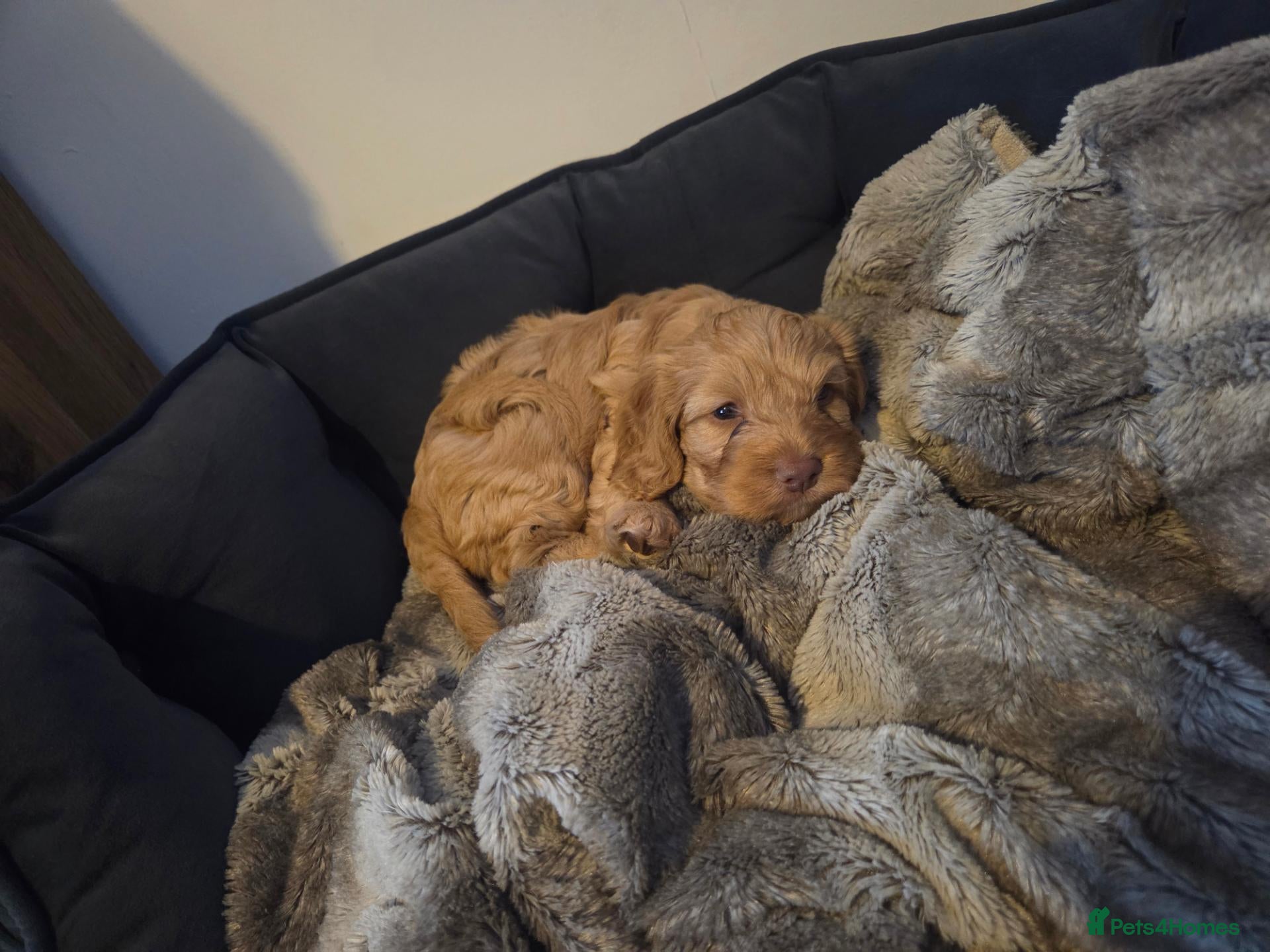 Cockapoo dogs Miniture Cockapoo Girl  - Advert 2