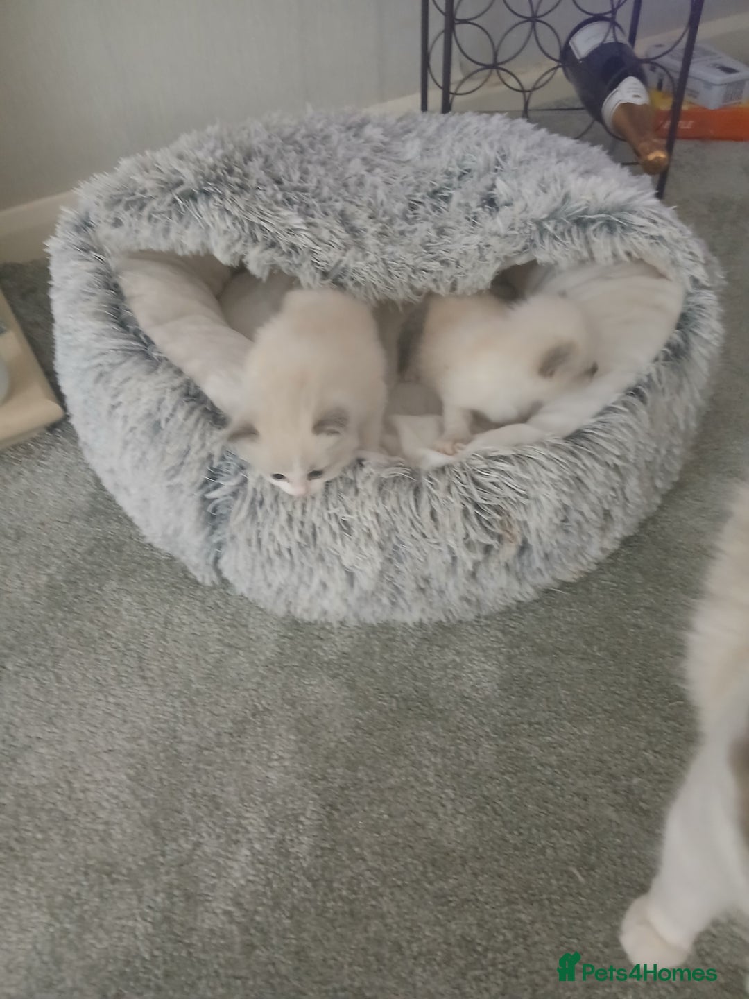 Ragdoll cats for sale: Ragdoll Kittens - Image 3