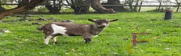 Goats livestock for sale: Pygmy goats - Advert 5
