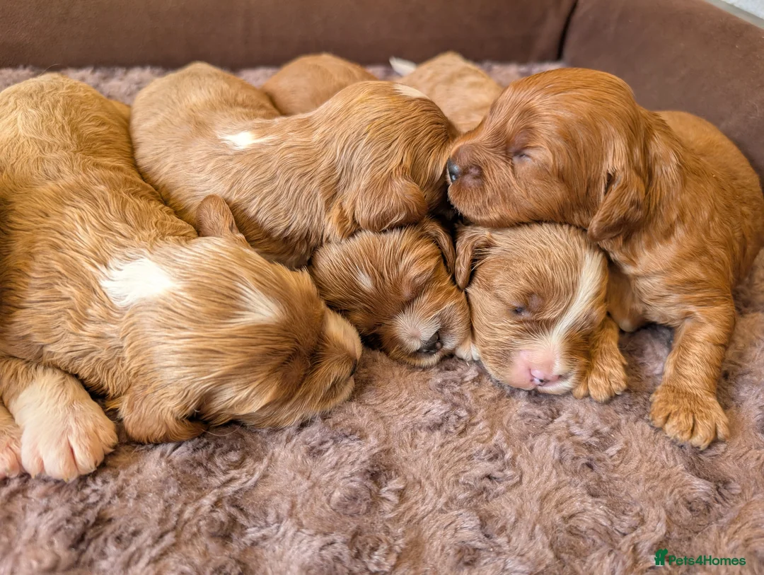 Cavapoo dogs for sale: ⭐⭐⭐⭐⭐ Adorable cavapoo puppies  - Advert 1