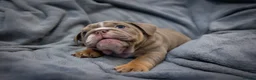 English Bulldog dogs for sale: English bulldog puppies ready to go now in Glasgow - Advert 19