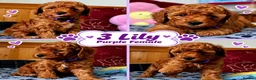 Toy Poodle dogs for sale: Toy Poodle  - Advert 36